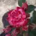 Роза ФАЙЕР ВОРКС миниатюрная в Бобруйске