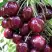 Черешня СИЛЬВИЯ колоновидная в Бобруйске
