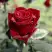 Роза ТАБУ чайно-гибридная в Бобруйске