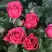 Роза ЛАВ ЛЕТТЕР флорибунда в Бобруйске
