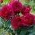 Роза КЕЙТ английская в Бобруйске