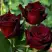 Роза ЧЕРНАЯ МАГИЯ чайно-гибридная в Бобруйске