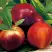 Нектарин СТАРК РЕД ГОЛД в Бобруйске