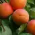 Абрикос ГРАФИНЯ в Бобруйске