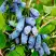 Жимолость съедобная БАКЧАРСКИЙ ВЕЛИКАН в Бобруйске