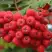 Рябина АЛАЯ КРУПНАЯ сладкоплодная в Бобруйске