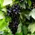 Смородина чёрная БЕЛОРУССКАЯ СЛАДКАЯ в Бобруйске