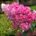 Гортензия МЕГА МИНДИ метельчатая в Бобруйске