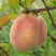 Персик ЕЛГАВСКИЙ в Бобруйске