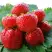 Клубника ВИМА ЗАНТА в Бобруйске
