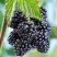 Ежевика БЛЭК САТИН бесшипная  в Бобруйске