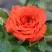 Роза ОРАНЖ ДЖЕВЕЛ миниатюрная в Бобруйске