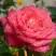 Роза ПЬЕР КАРДЕН чайно-гибридная в Бобруйске