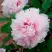 Пион ПЕРСИК ПОД СНЕГОМ древовидный в Бобруйске
