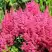 Астильба САННИ ДЕЙ гибридная в Бобруйске