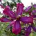 Клематис СВИТ САММЕР ЛАВ в Бобруйске