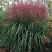 Мискантус МАЛЕПАРТУС китайский  в Бобруйске