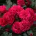 Роза РАДОСТЬ САДОВНИКА (ГАРТЕН ФРОЙДЕ) почвопокровная в Бобруйске