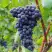 Виноград МУКУЗАНИ в Бобруйске