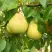 Груша ВЕЛИКАЯ ЛЕТНЯЯ (БОЛЬШАЯ ЛЕТНЯЯ) в Бобруйске