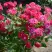 Роза ШОНЕ КОБЛЕНЦЕРИН флорибунда в Бобруйске