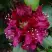 Рододендрон КАЛИ в Бобруйске