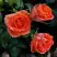 Роза ОРАНЖ ДЖЕВЕЛ миниатюрная в Бобруйске