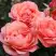 Роза КОРАЛ ЛИОНС РОУЗ флорибунда в Бобруйске