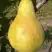 Груша КОНКОРД в Бобруйске