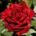Роза РЕД ИНТУИШН чайно-гибридная в Бобруйске