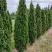 Туя ДЕГРУТ СПАЙР западная в Бобруйске