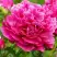 Пион НОЧНЫЕ ГРЕЗЫ древовидный в Бобруйске