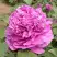 Пион ОРНАМЕНТ древовидный в Бобруйске