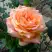 Роза ЭЛЬДОРАДО чайно-гибридная в Бобруйске