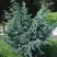 Можжевельник БЛЮ АЛЬПС китайский  в Бобруйске