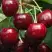 Черешня ГРОНКАВАЯ в Бобруйске