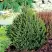 Ель КОМПАКТА обыкновенная в Бобруйске