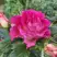 Роза БРЕРА флорибунда в Бобруйске