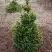 Ель ВИЛС ЦВЕРГ обыкновенная в Бобруйске
