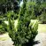 Можжевельник КАЙЗУКА китайский в Бобруйске