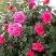 Роза МАЛИНОВЫЙ ЗВОН чайно-гибридная в Бобруйске