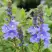 Вероника РОЯЛ БЛЮ большая в Бобруйске