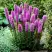 Лиатрис РОЗЕА колосковая в Бобруйске