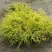 Кипарисовик ГОЛДЕН МОП горохоплодный в Бобруйске