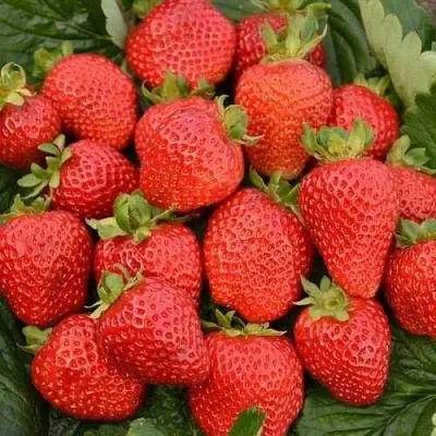 Клубника САН АНДРЕАС ремонтантная  Клубника САН АНДРЕАС ремонтантная в Бобруйске