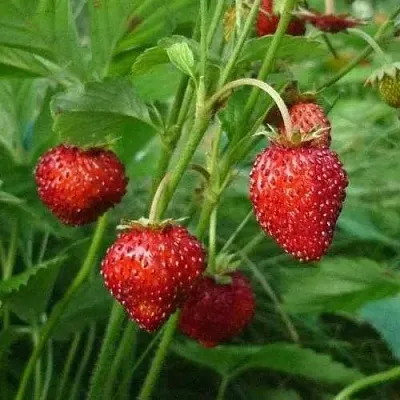 Земляника АЛЬПИЙСКАЯ  Земляника АЛЬПИЙСКАЯ в Бобруйске