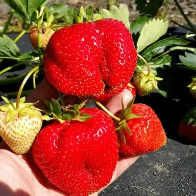 Клубника АПРИКА  Клубника АПРИКА в Бобруйске