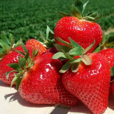 Клубника ДЖОЛИ  Клубника ДЖОЛИ в Бобруйске