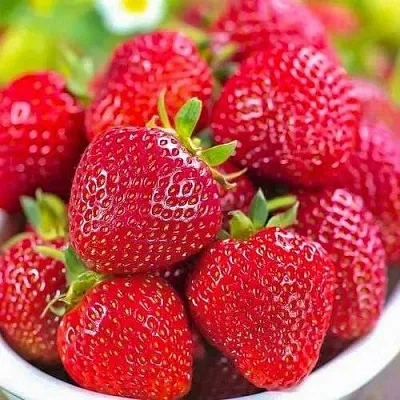 Клубника СИЛЬВИЯ  Клубника СИЛЬВИЯ в Бобруйске