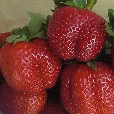 Клубника ДЕСТЕНИ  Клубника ДЕСТЕНИ в Бобруйске